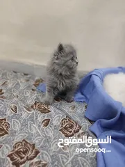  6 قطط سكوتش وهملايا كوراة فرو العمر 55 يوم اناث وذكور