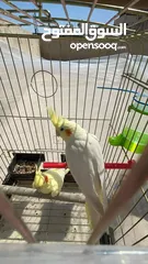  1 عصفورين كوكتيل لاتينيو عين حمرا