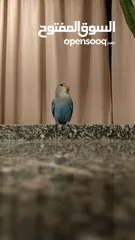  3 كنار و روز