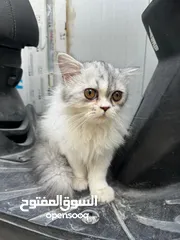  3 قطه شانشيلا