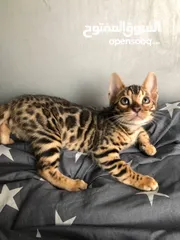  3 pure bengal kitten 3 months old fully vaccinated with passport.