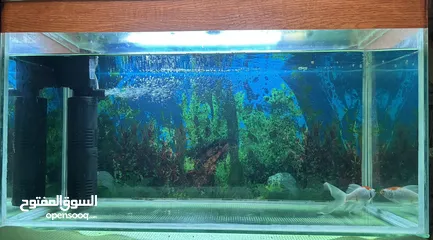  1 Fish Aquarium