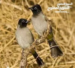  3 متوفر جوز بلابل سوري