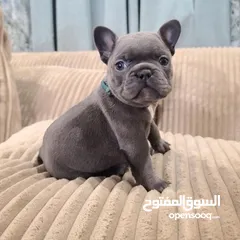  3 French Bulldog Puppy