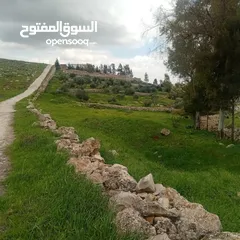  3 لقطة مزرعة مميزة 7 دونمات اراضي جرش عنيبة مشجره جاهزة