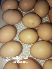  5 بيض بلدي طازه كل يوم بيومه 8 حبات بدينار