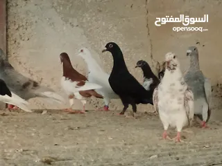  17 انواع حمام مشكلة للبيع