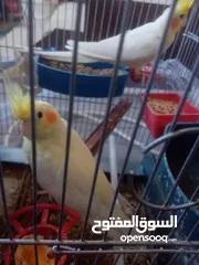  4 جوز كوكتيل لاتينو منتج اهالي فراخ تحتو 5 بيضات ولسى ما كمل بيض