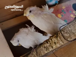  3 هاجرمو دبل وردات للبيع