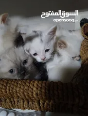  11 قطط للبيع السعار مشكله