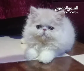  4 بنوته هارليكان بلاك + وايت بنوته ڤان بلو  بنوته كاليكو ڤان  بنوته كاليكو دايلوت  ولد كريم وايت