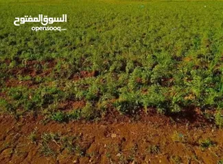  2 دنم و38 متر بشارع فلسطين