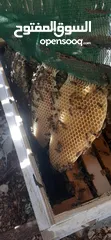  9 تحطيم الاسعار خلايا نحل عماني نشط جمّاع للعسل وحاضن بنفس الوقت وهادئ لا توجد به شراسه