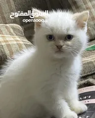  2 قط ذكر للبيع