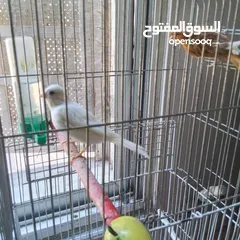  6 ذكور كنار جاهزين عمر سنه ونص وثاني سنه  وروز جاهزين عمر سنه ذكر واثى