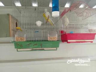  5 عصافير للبيع ما شاء الله الله يبارك لصاحب النصيب ويطرحله البركه يارب فيهم يارب