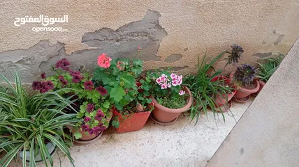  5 زريعة للبيع