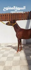  2 مهر بدوي العمر 10 شهور الطول 130 محجل ثلاث مطلق يمين سياله جميله ساغ سليم مهر ما شاء الله