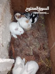  6 ارانب الطاف وكيوت