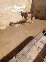  2 عنز لحم سن جمع نضيف ذكر الله عليها