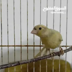  2 مخاليف كنار عمر 3 شهور للبيع