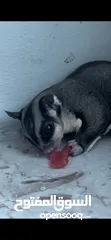  1 Sugar glider