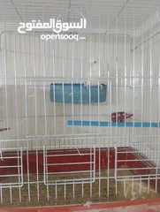  3 جوز حب ابيض البينو