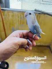  1 جوز روز اوبلين