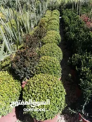  20 جميع أنواع الأشجار ( أشجار زينة - أشجار مثمرة )