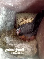 14 حمام للبيع او بدل على عصفير