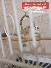  2 Diamond Dove, Finch and budgies for sale.