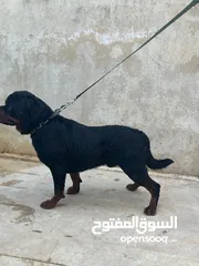  7 روت وايلر مستوى عالي