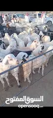  1 اغنام سواكني ابيض سعر جملة
