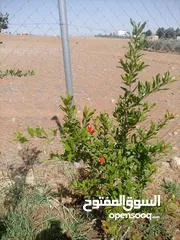 4 مزرعه للبيع مادبا لب