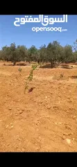  3 ارض مميزه للبيع في ذيبان