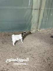  2 للبيع ماعز تشيكي