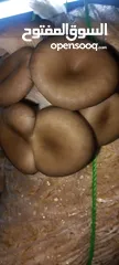  7 فطر محاري بلدي