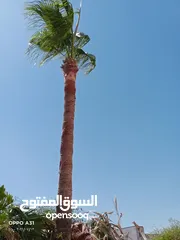  15 فني أشجار النخيل