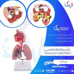  1 وسائل تعليمية ومجسمات مجسم الجهاز التنفسي Respiratory system model