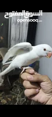  2 ببغاء دره البينو ابيض عين حمرا اليف جدا ما عندو عض نهائيا ثوب كامل جناح كامل محجل بداية كلام عمر صغي