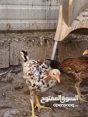  11 دجاج بحاله جيده للبيع