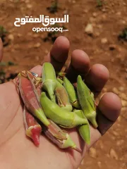  3 باميا بلديه 100٪ بعليه