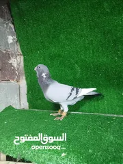  3 حمام للبيع