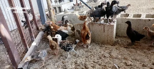  8 موجود صوص بلدي