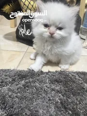 1 قطط للبيع مكس