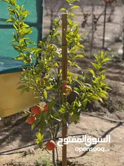  9 ارض زراعيه مجهزه بل كامل تبعد عن شارع المطار 6 كيلو تبعد عن وسط مادبا4ك