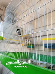  22 ببغاء كوكتيل ذكر وانثى مع قفص
