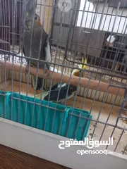 3 طيور كوكتيل للبيع