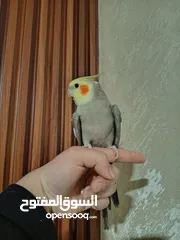  5 جوز كوكتيل منتج للبيع بسعر مغري