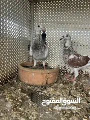  5 مجموعه فراخ ومخاليف